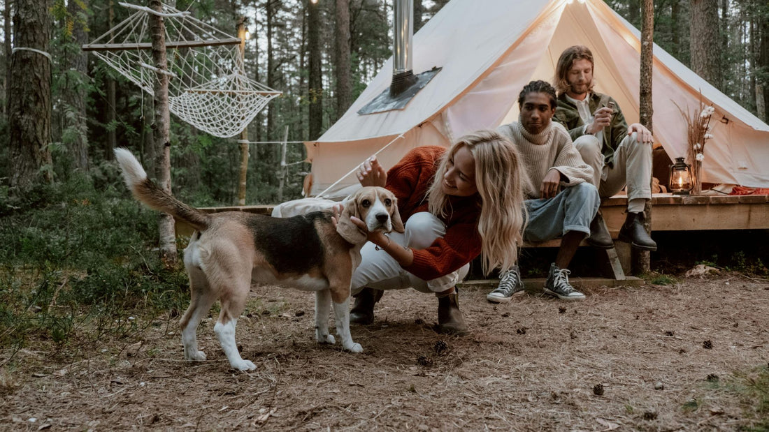 10 Things You Need to Go Camping with Your Dog